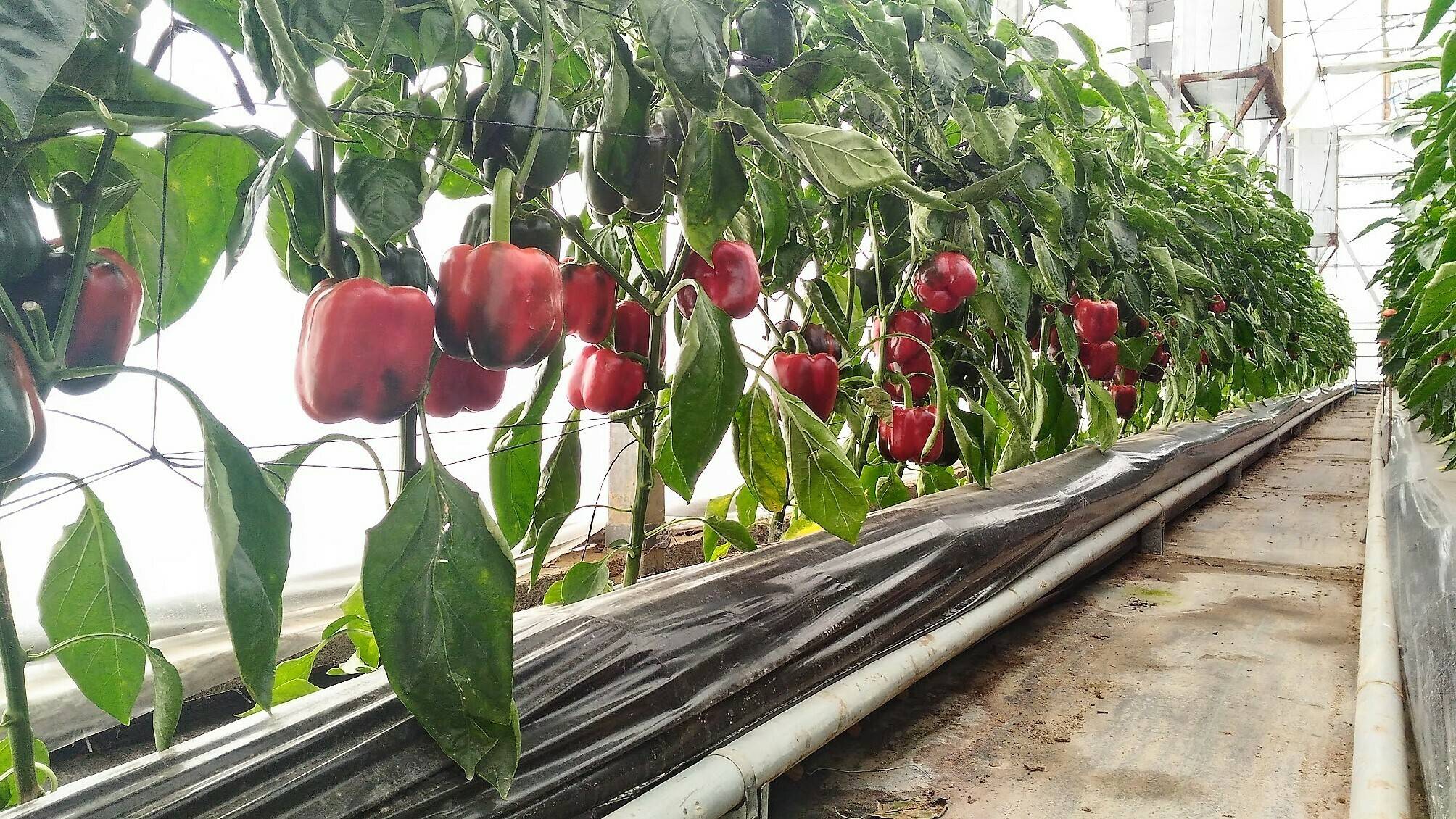 Abello-Linde|linde 2